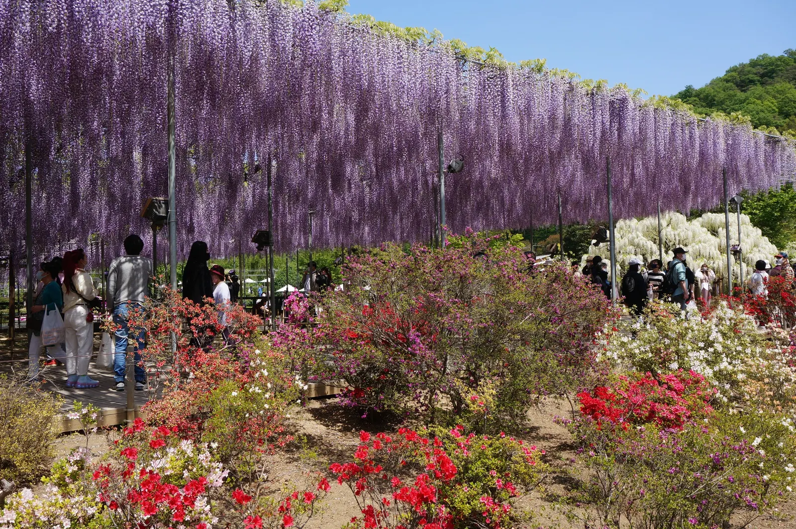 Japanese Wisteria (Wisteria Floribunda) — it thrives in full sun to partial shade and requires sturdy support to handle its mature weight; space, image 83