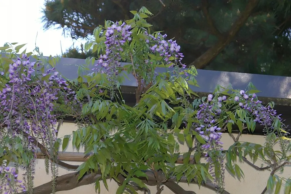 Japanese Wisteria (Wisteria Floribunda) — Japanese Wisteria (Wisteria floribunda) is a vigorous; an ideal choice for creating vertical interest, image 53