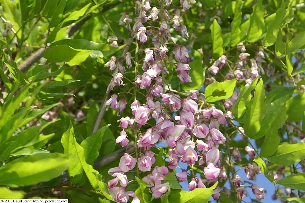 Japanese Wisteria (Wisteria Floribunda) — it thrives in full sun to partial shade and requires sturdy support to handle its mature weight; space, image 57