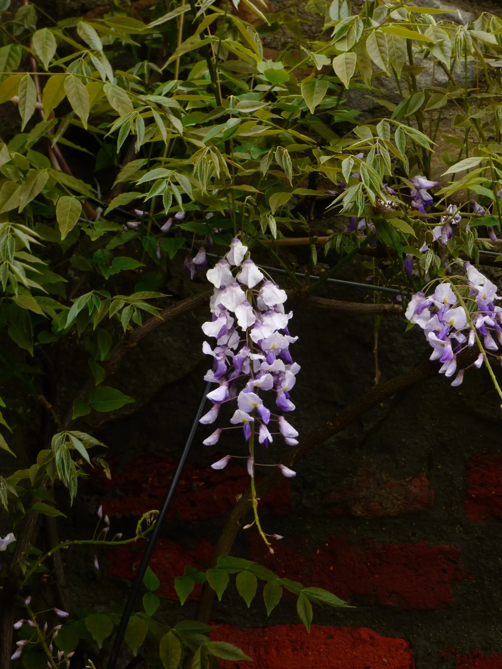 Japanese Wisteria (Wisteria Floribunda) — making it an ideal specimen for large structures such as pergolas; lavender and pink flowers in the garden, image 93