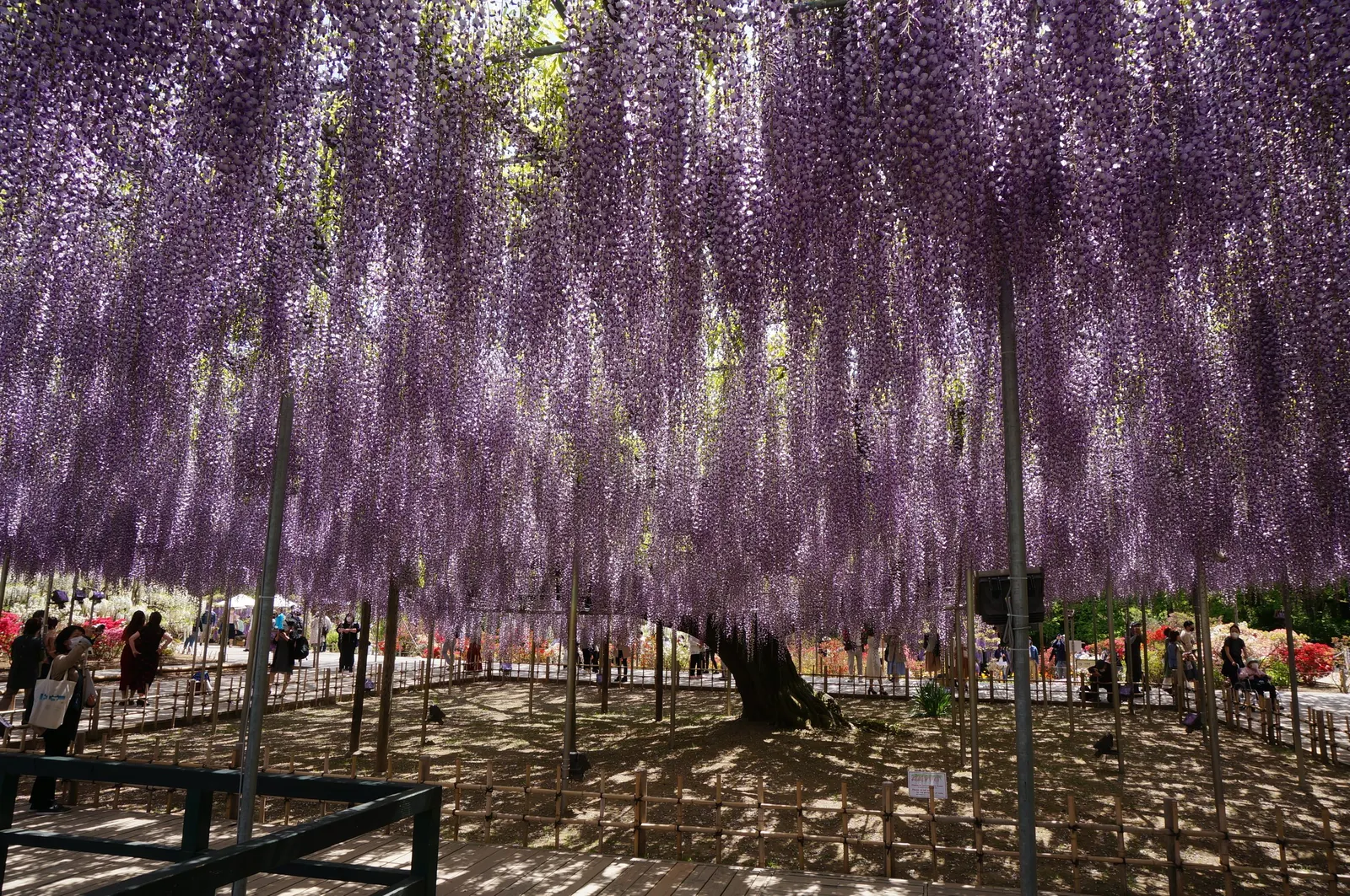 Japanese Wisteria (Wisteria Floribunda) — lavender and pink flowers in the garden; with racemes that can be exceptionally long, image 76