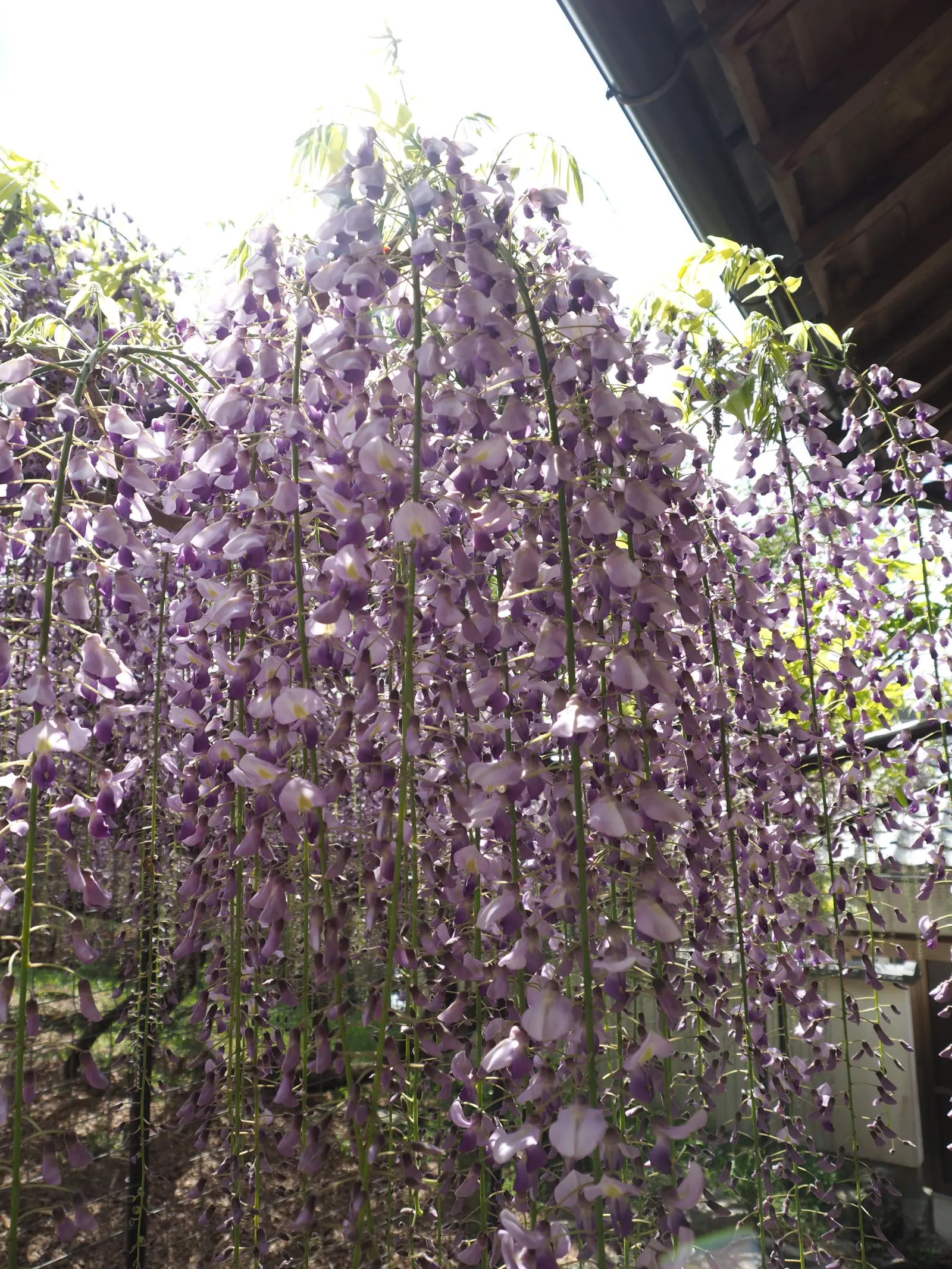 Japanese Wisteria (Wisteria Floribunda) — once in the summer and then again in the winter; pruning should be done twice a year, image 74