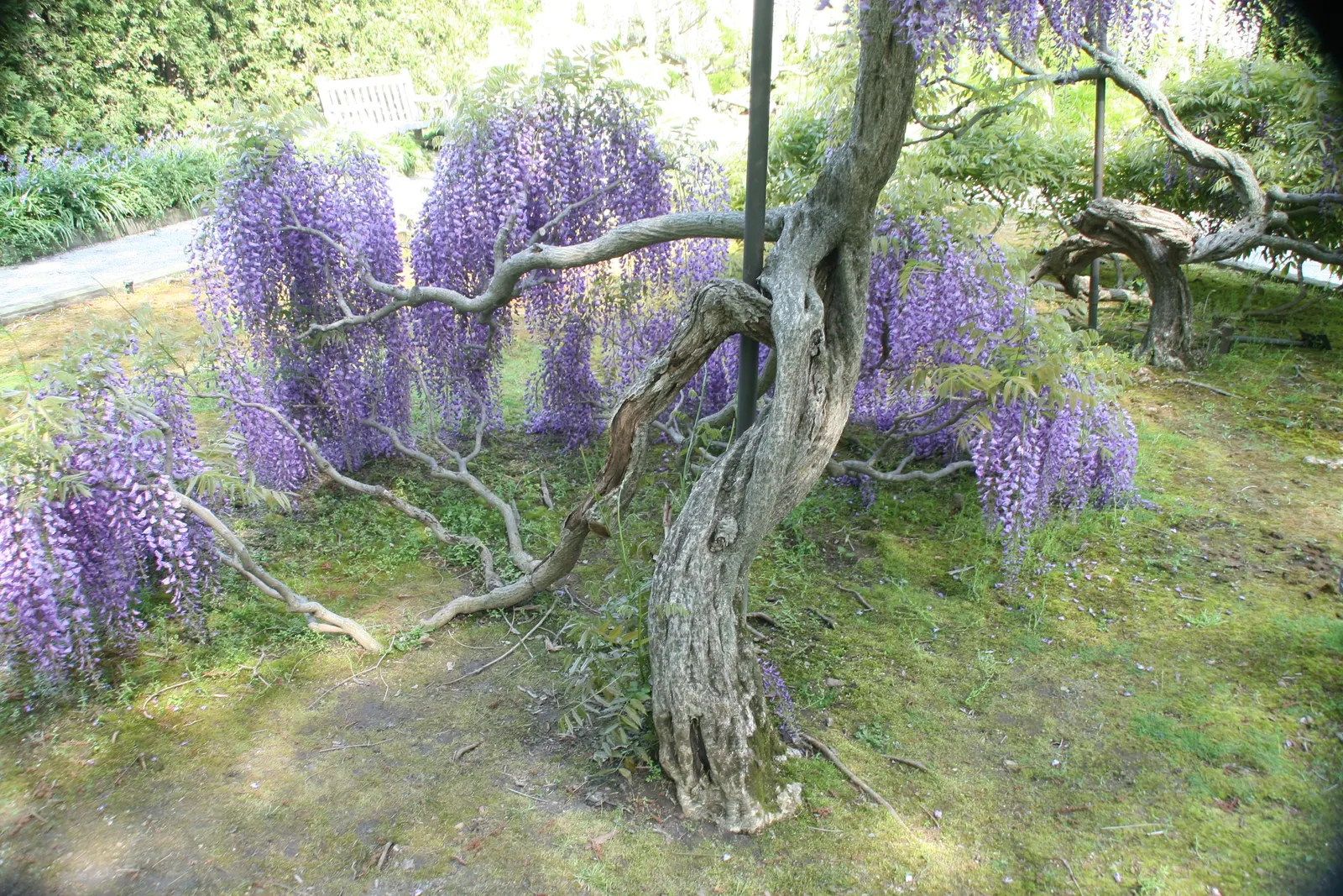 Japanese Wisteria (Wisteria Floribunda) — it is essential to consider its robust growth habit; shrub / vine for full or half, image 97