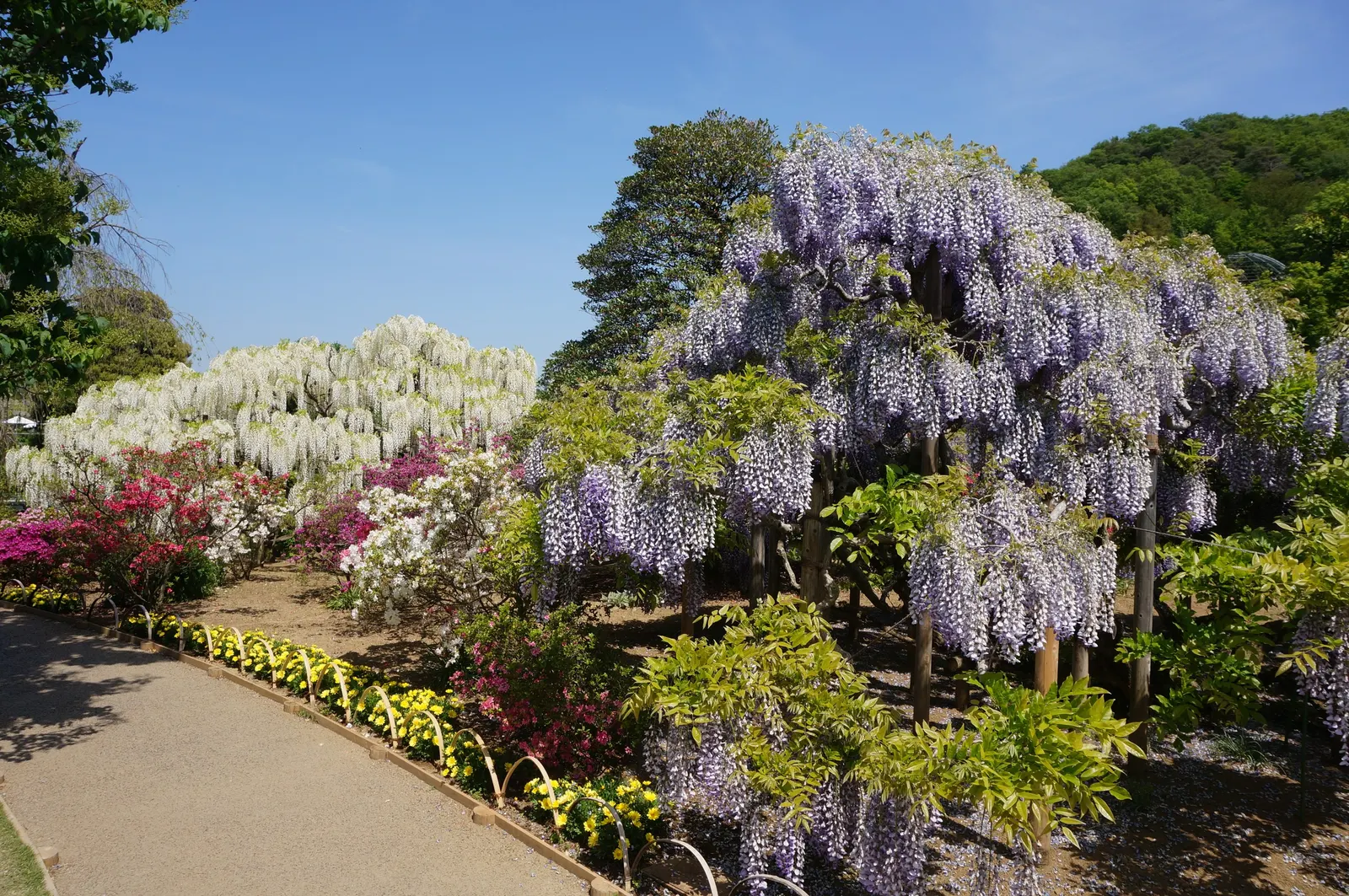 Japanese Wisteria (Wisteria Floribunda) — Pruning should be done twice a year; with a spread of about 8 to 10 feet, image 73