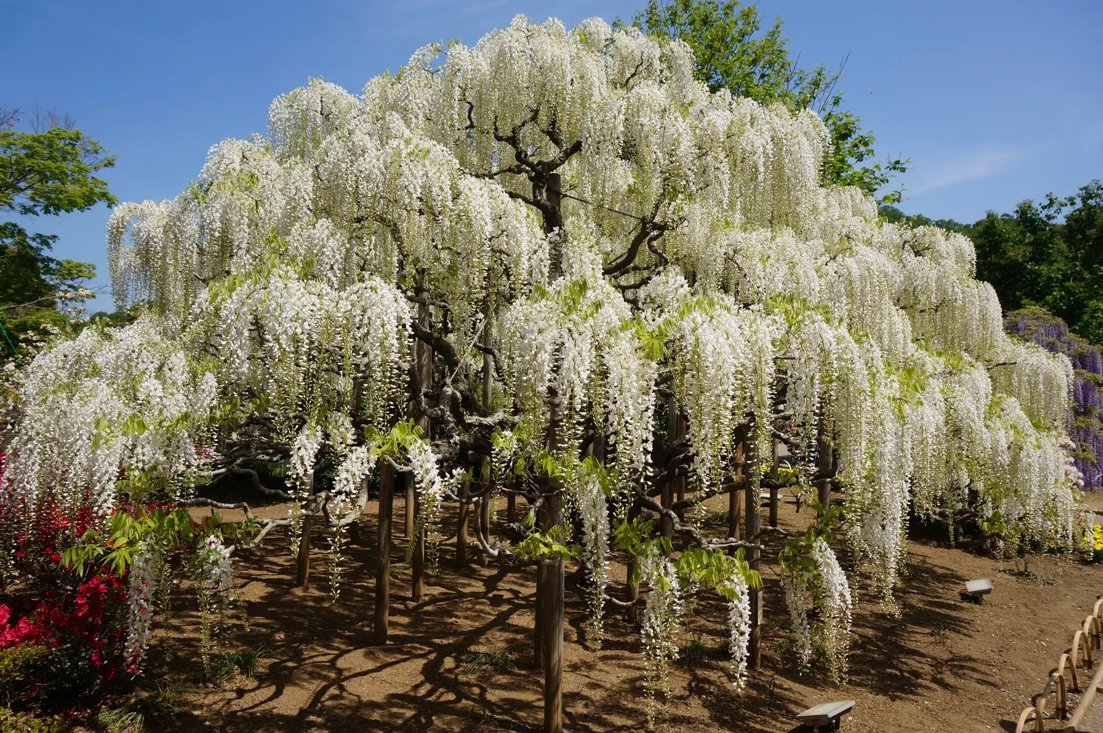 Japanese Wisteria (Wisteria Floribunda) — Space plants about 10-15 feet apart, allowing room for a spread of up to 30 feet; including shades of, image 84