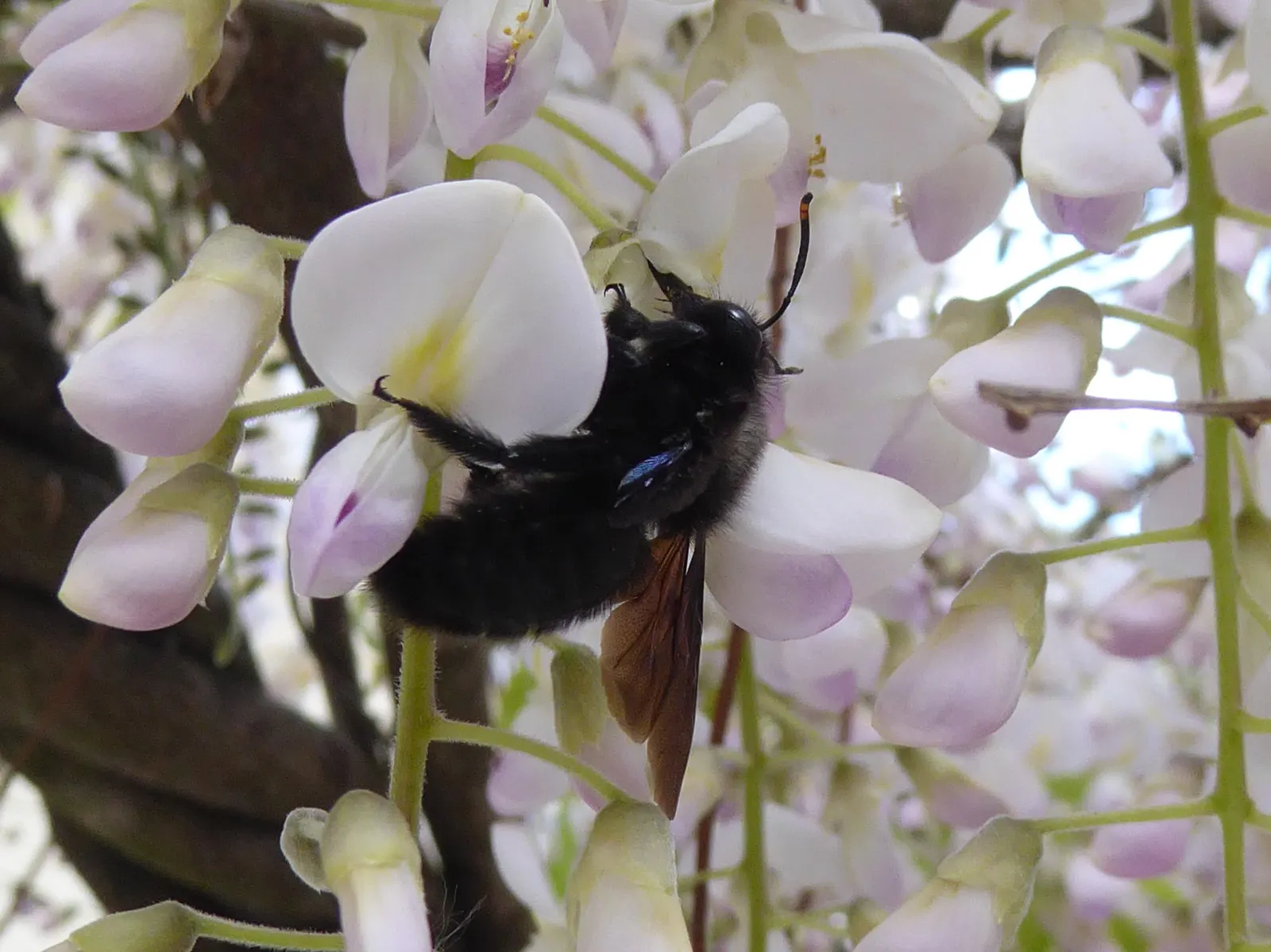 Japanese Wisteria (Wisteria Floribunda) — once in the summer and then again in the winter; pruning should be done twice a year, image 100