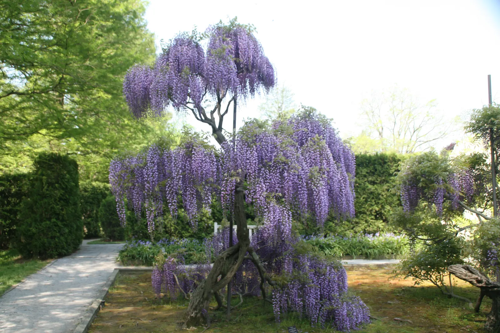 Japanese Wisteria (Wisteria Floribunda) — including shades of violet; ranging from 12 to 18 inches, image 91