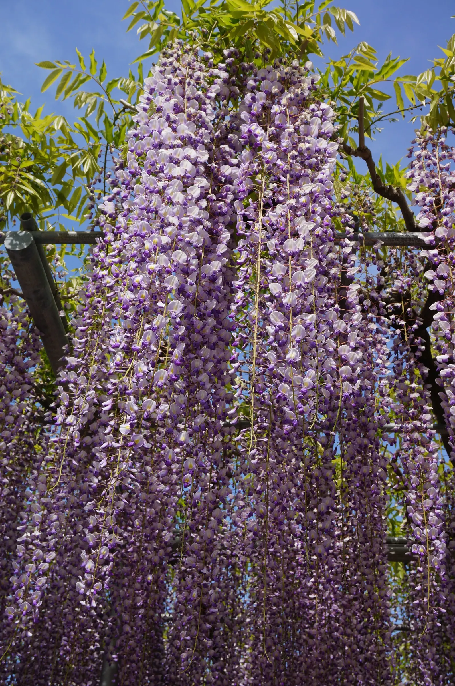 Japanese Wisteria (Wisteria Floribunda) — Regular pruning will be needed to maintain its shape and promote flowering; deciduous climber renowned, image 72