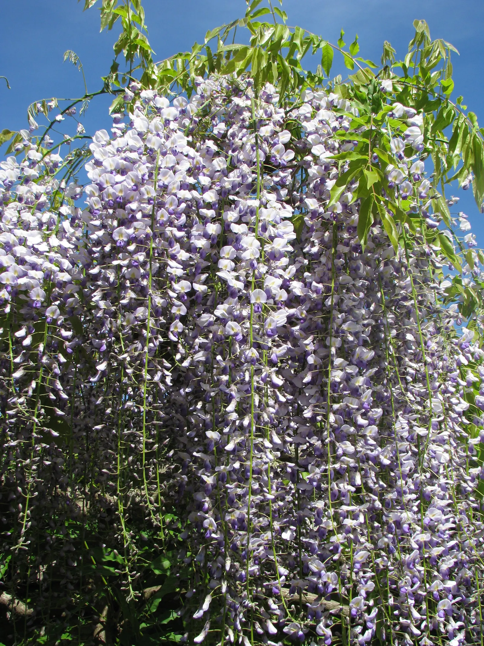Japanese Wisteria (Wisteria Floribunda) — These pendulous blooms come in a variety of colors; typically extending 12-18 inches long in shades of, image 90