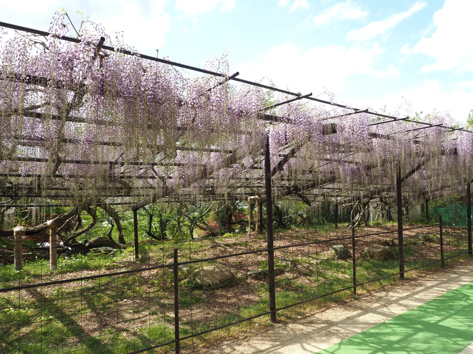 Japanese Wisteria (Wisteria Floribunda) — it is essential to consider its robust growth habit; shrub / vine for full or half, image 71