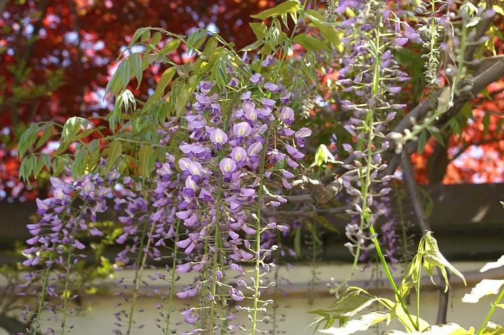 Japanese Wisteria (Wisteria Floribunda) — deciduous climber renowned for its cascading flower clusters and vigorous growth; regular pruning will be, image 59