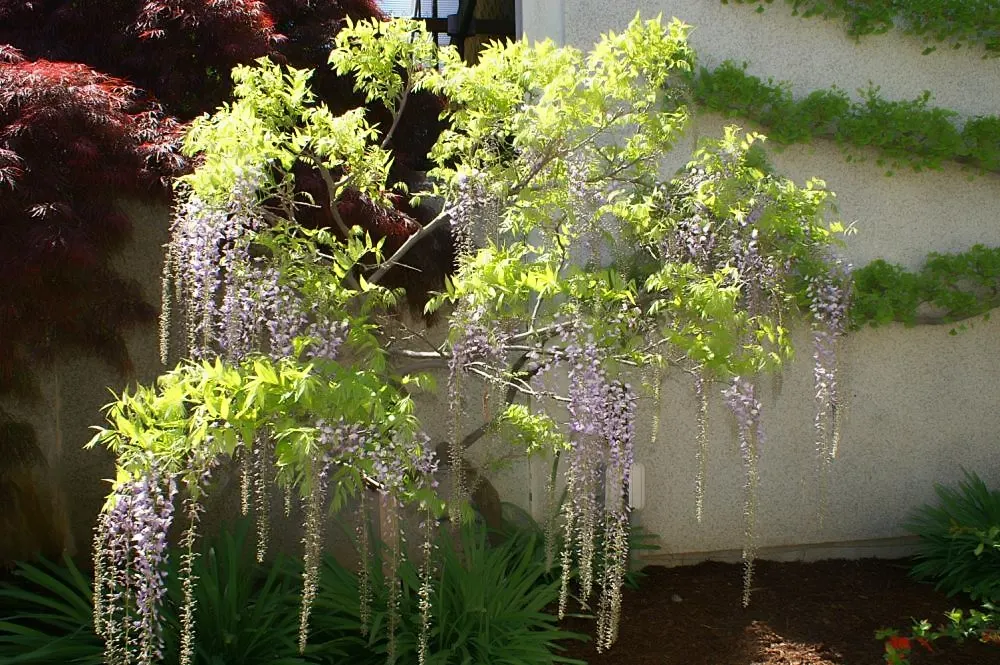 Japanese Wisteria (Wisteria Floribunda) — This plant prefers full sun to partial shade and thrives in well-drained, fertile soil; these pendulous, image 69