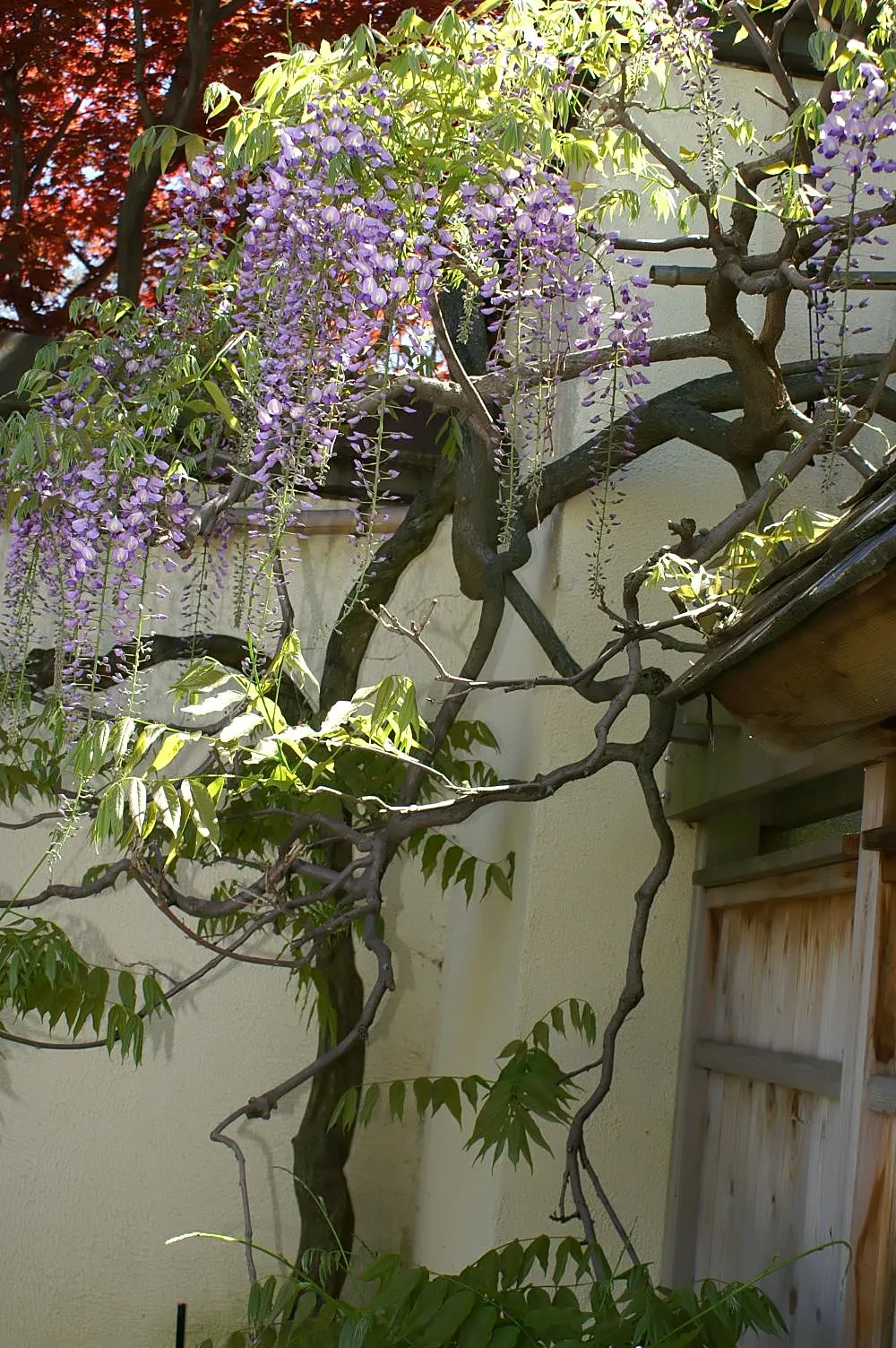 Japanese Wisteria (Wisteria Floribunda) — shrub / vine with lavender and pink blooms