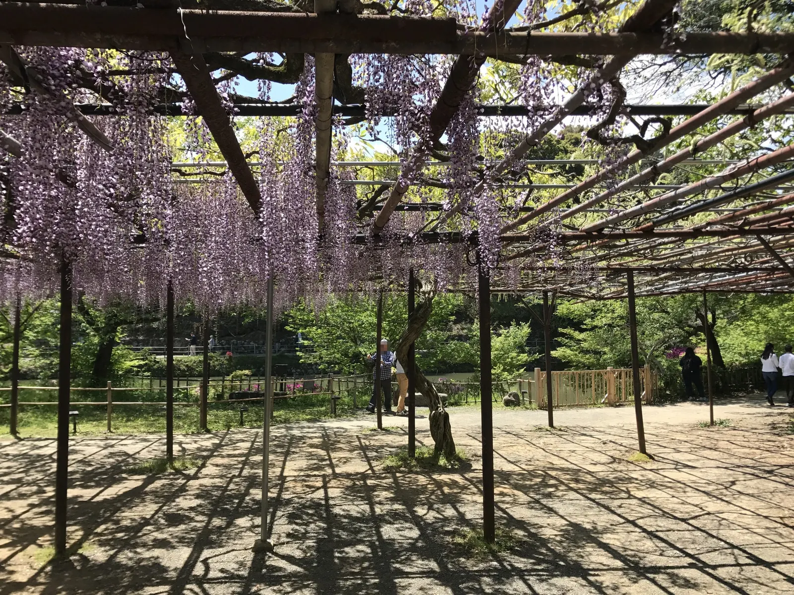 Japanese Wisteria (Wisteria Floribunda) — It's a perfect addition for clients looking to add vertical interest and timeless elegance to their, image 101