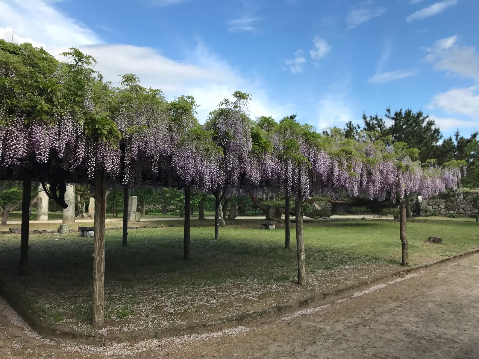 Japanese Wisteria (Wisteria Floribunda) — shrub / vine for full or half; it's a perfect addition for clients looking to add vertical interest and, image 104