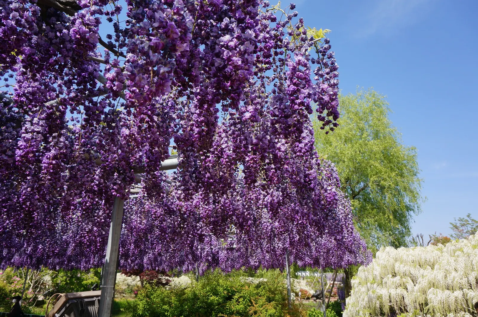 Japanese Wisteria (Wisteria Floribunda) — shrub / vine with lavender and pink blooms; or fences where it can be trained to climb, image 77