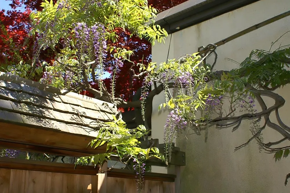 Japanese Wisteria (Wisteria Floribunda) — with a spread of about 8 to 10 feet; this plant prefers full sun to partial shade and thrives in, image 66