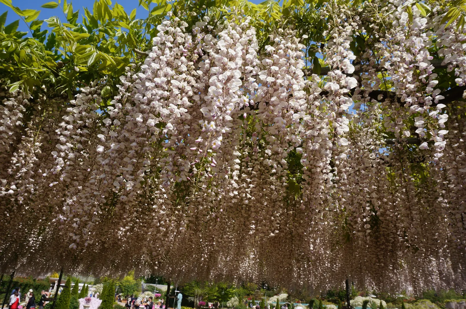 Japanese Wisteria (Wisteria Floribunda) — shrub / vine for full or half; it's a perfect addition for clients looking to add vertical interest and, image 78