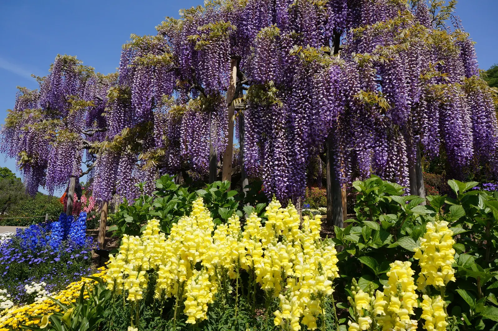 Japanese Wisteria (Wisteria Floribunda) — An ideal choice for creating vertical interest; shrub / vine with lavender and pink blooms, image 82