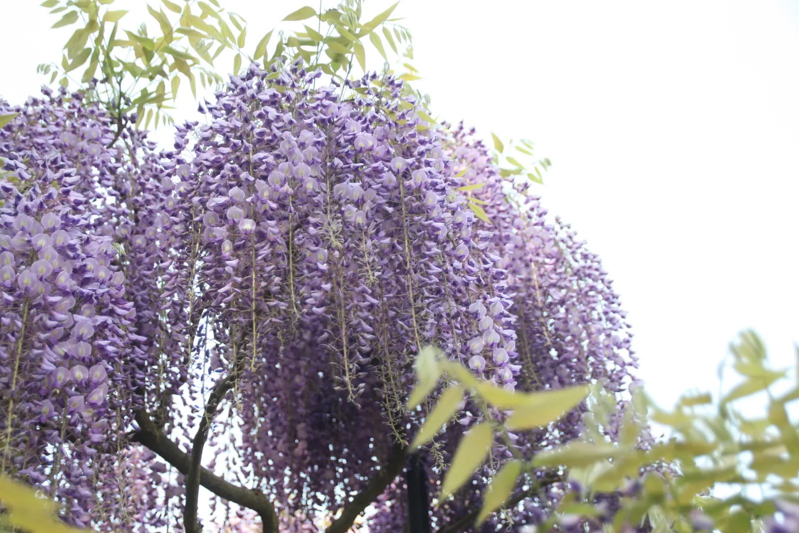 Japanese Wisteria (Wisteria Floribunda) — Regular pruning will be needed to maintain its shape and promote flowering; deciduous climber renowned, image 98