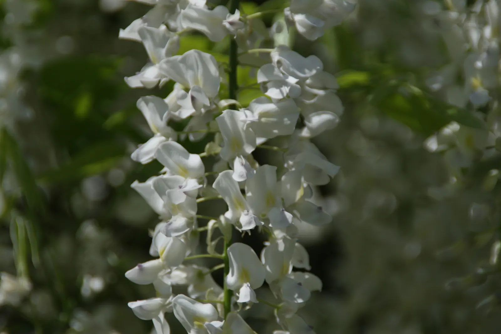 Japanese Wisteria (Wisteria Floribunda) — deciduous climber known for its cascading clusters of fragrant flowers; and sometimes even reaching over, image 80