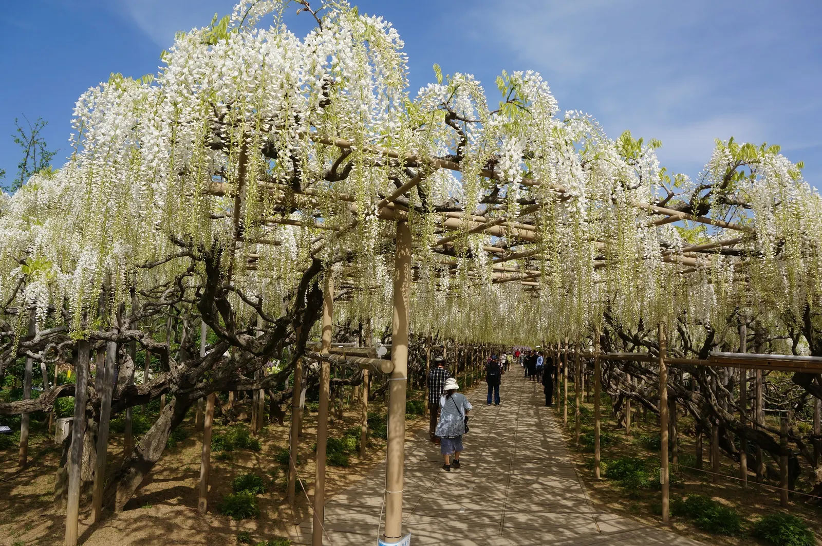 Japanese Wisteria (Wisteria Floribunda) — deciduous climber renowned for its cascading flower clusters and vigorous growth; regular pruning will be, image 85