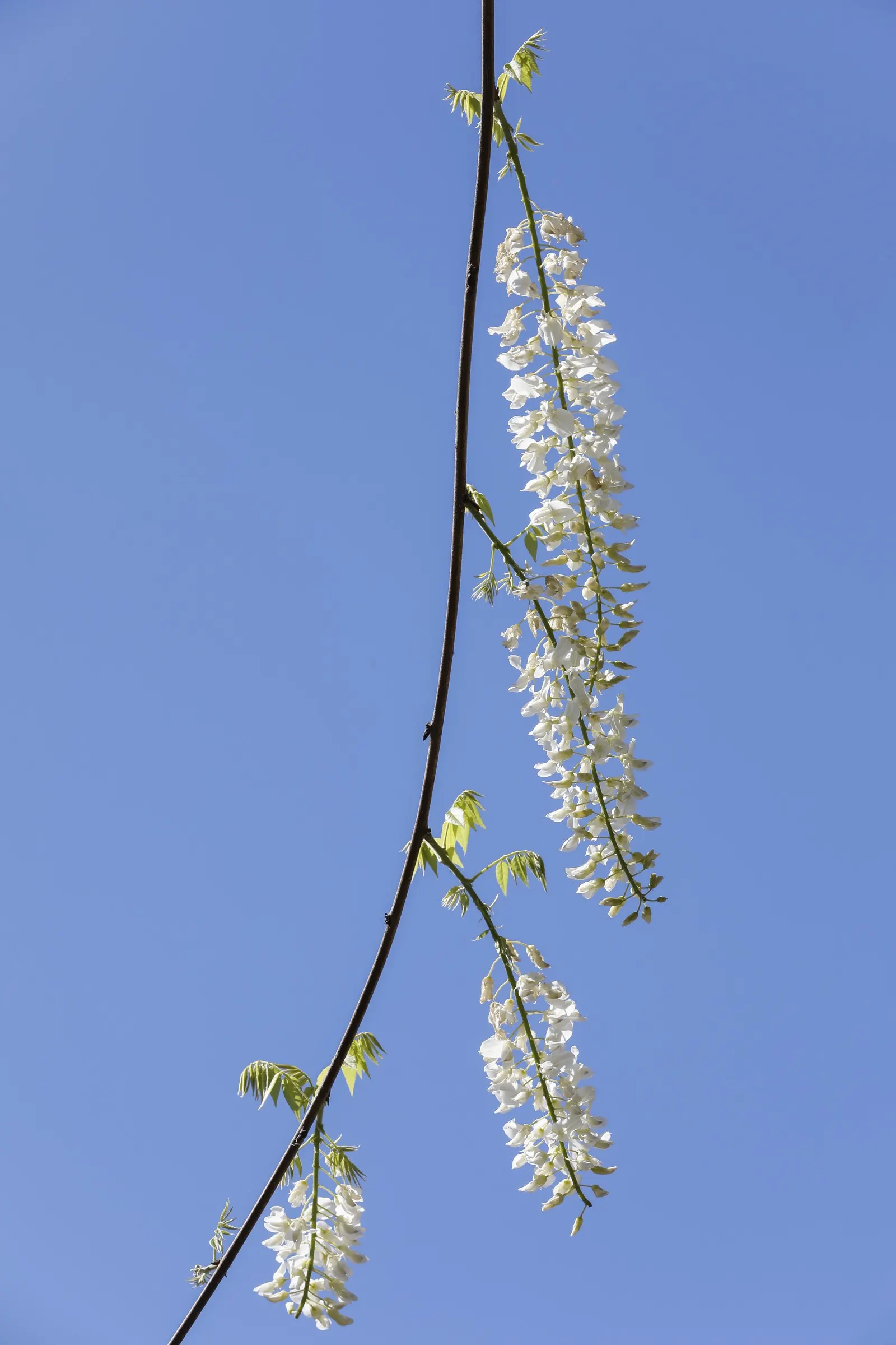 Japanese Wisteria (Wisteria Floribunda) — shrub / vine for full or half; it's a perfect addition for clients looking to add vertical interest and timeless