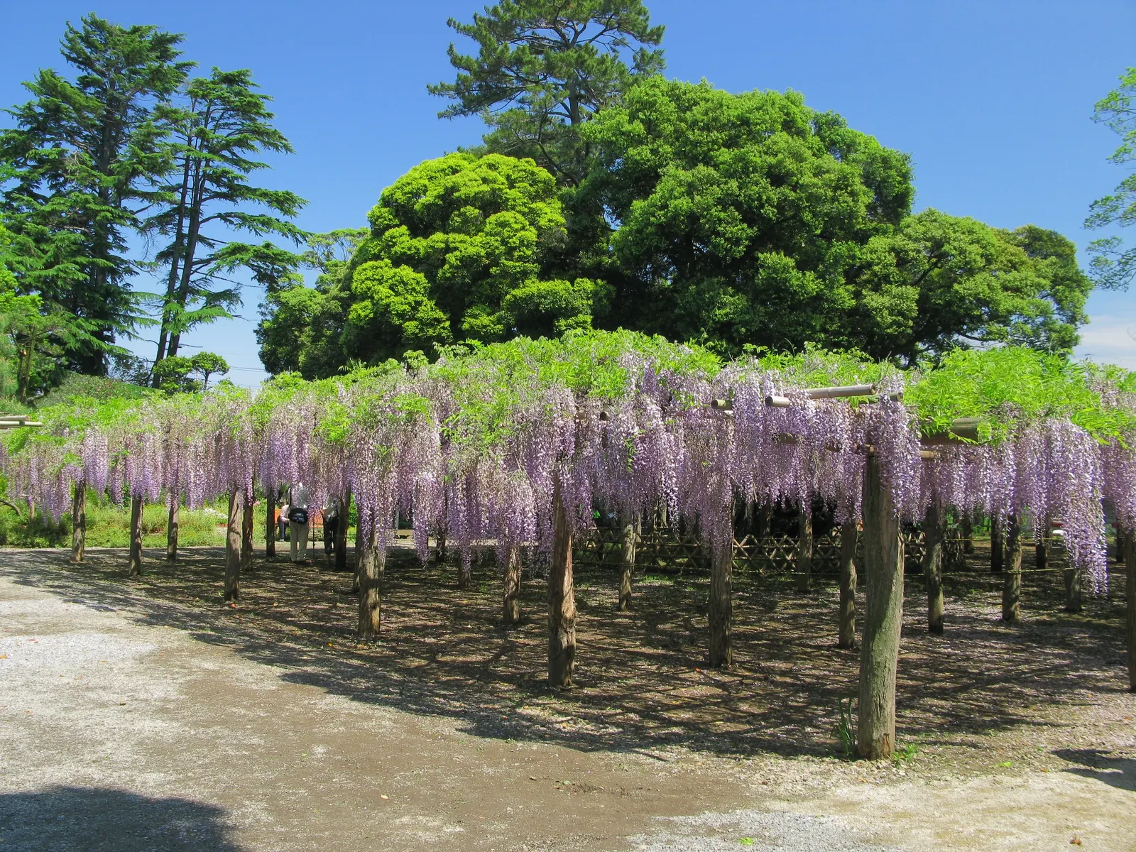Japanese Wisteria (Wisteria Floribunda) — deciduous climber known for its cascading clusters of fragrant flowers; and sometimes even reaching over, image 106