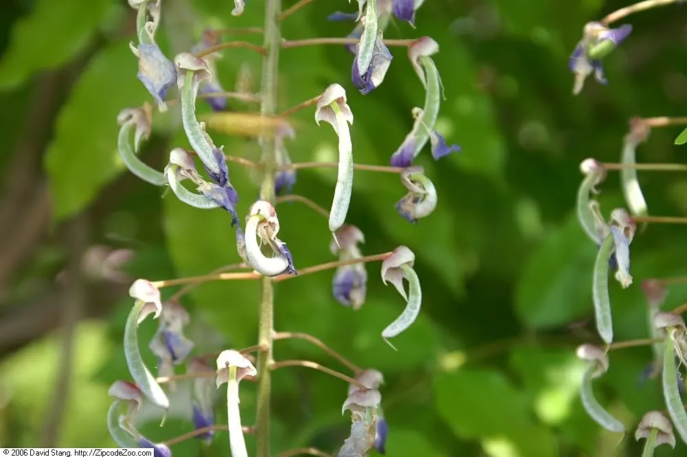 Japanese Wisteria (Wisteria Floribunda) — with racemes that can be exceptionally long; this species displays an impressive floral show in late, image 87