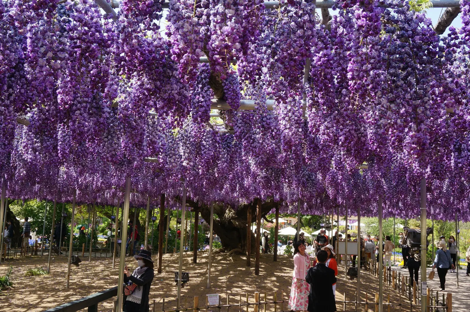 Japanese Wisteria (Wisteria Floribunda) — Japanese Wisteria (Wisteria floribunda) is a vigorous; an ideal choice for creating vertical interest, image 79