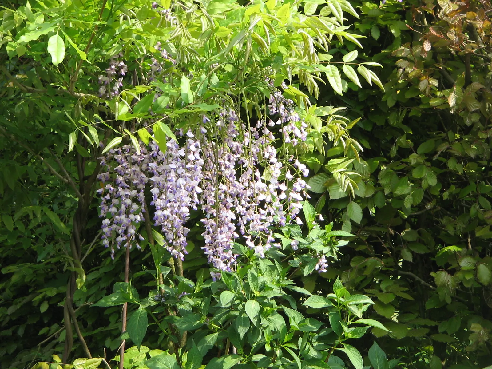 Japanese Wisteria (Wisteria Floribunda) — Japanese Wisteria (Wisteria floribunda) is a vigorous; an ideal choice for creating vertical interest, image 105