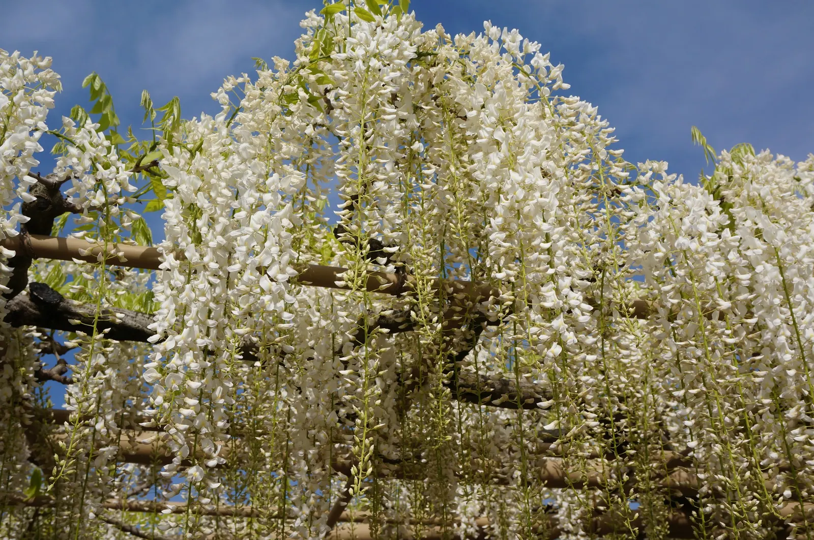 Japanese Wisteria (Wisteria Floribunda) — typically extending 12-18 inches long in shades of violet to white; as the Japanese Wisteria can endure, image 81