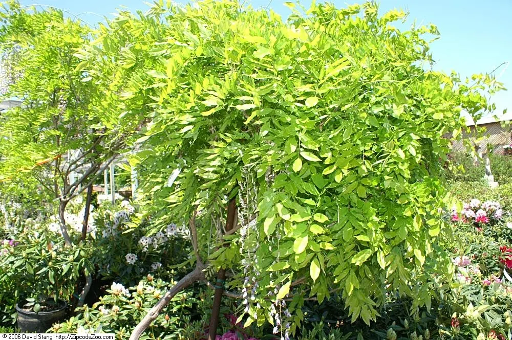 Japanese Wisteria (Wisteria Floribunda) — ranging from 12 to 18 inches; making it an ideal specimen for large structures such as pergolas, image 88