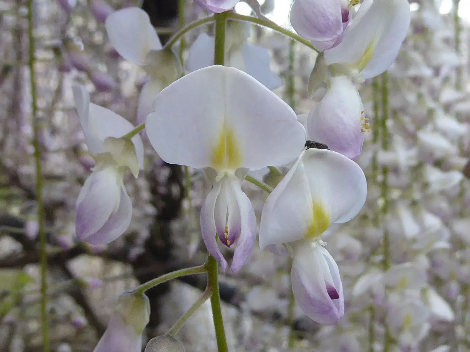 Japanese Wisteria (Wisteria Floribunda) — and sometimes even reaching over 3 feet; once in the summer and then again in the winter, image 89