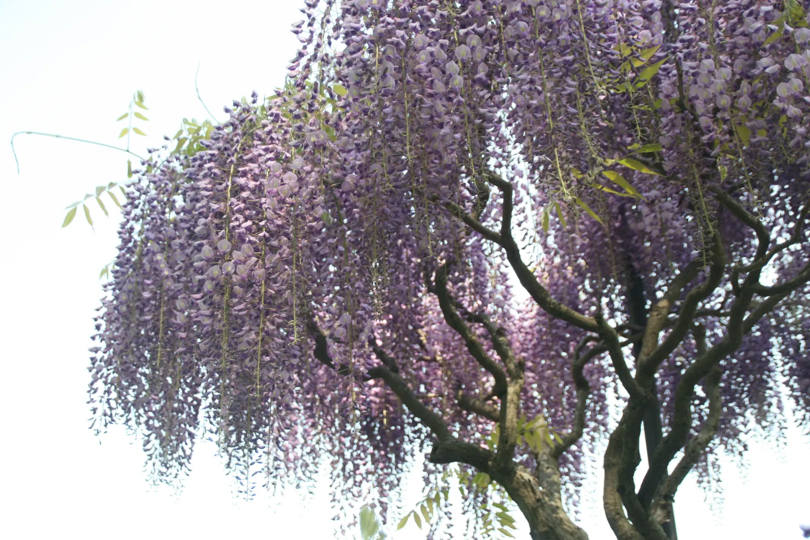 Japanese Wisteria (Wisteria Floribunda) — Pruning should be done twice a year; with a spread of about 8 to 10 feet, image 99