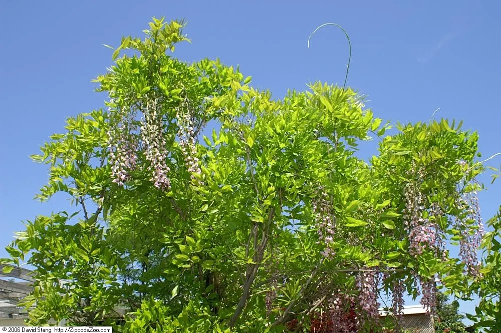 Japanese Wisteria (Wisteria Floribunda) — this species displays an impressive floral show in late spring to early summer; japanese Wisteria, image 60