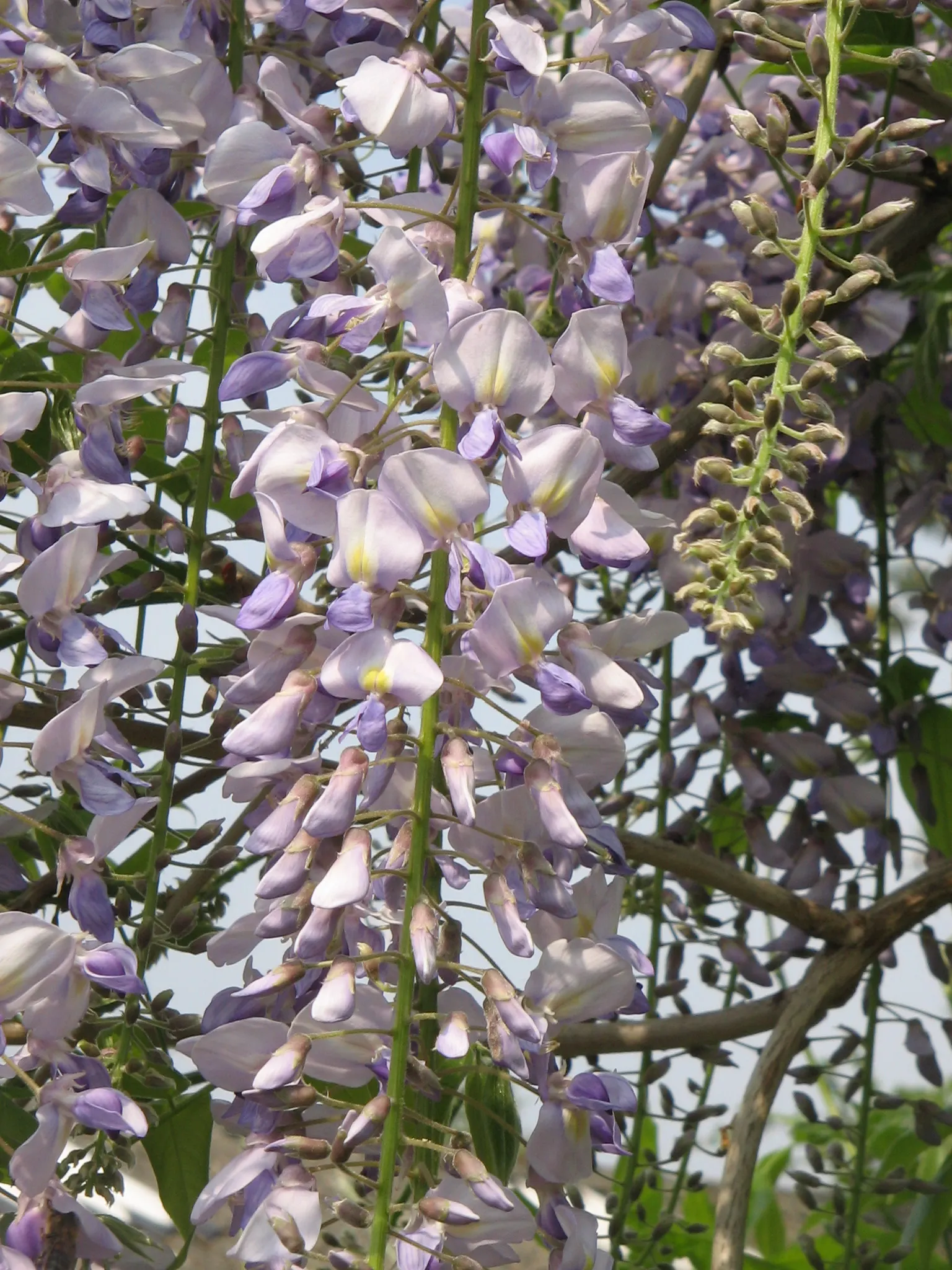 Japanese Wisteria (Wisteria Floribunda) — with a spread of about 8 to 10 feet; this plant prefers full sun to partial shade and thrives in, image 92