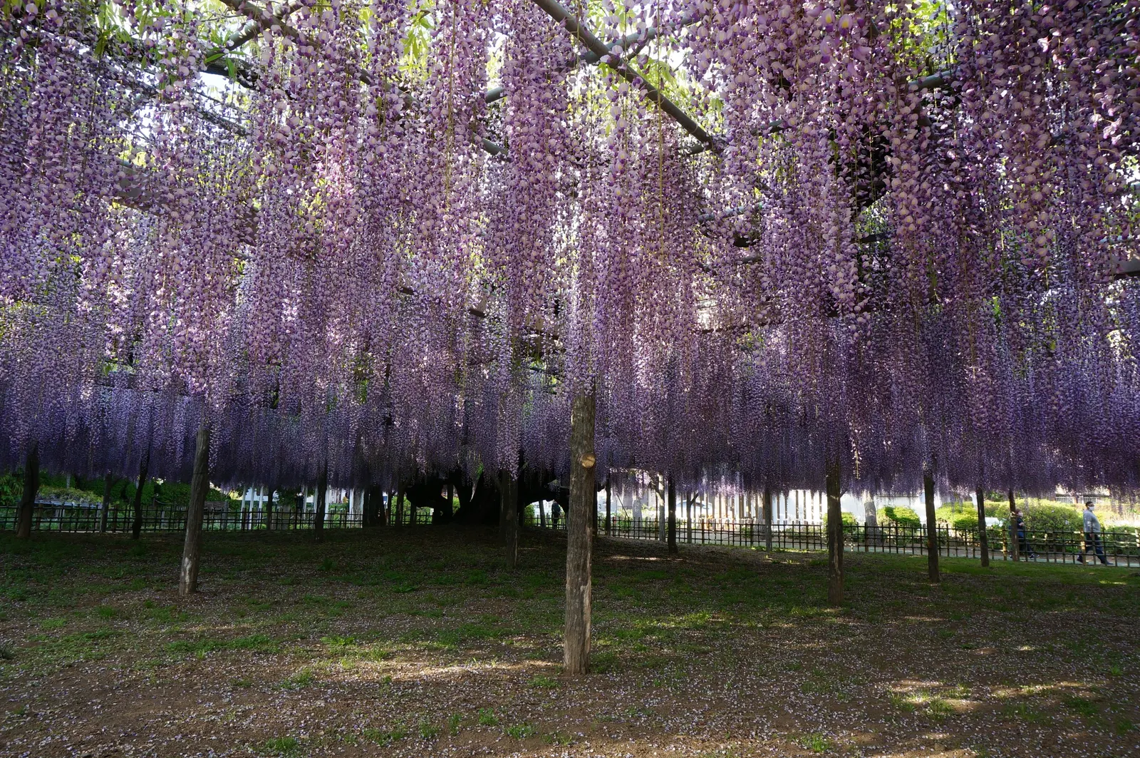 Japanese Wisteria (Wisteria Floribunda) — this species displays an impressive floral show in late spring to early summer; japanese Wisteria, image 86