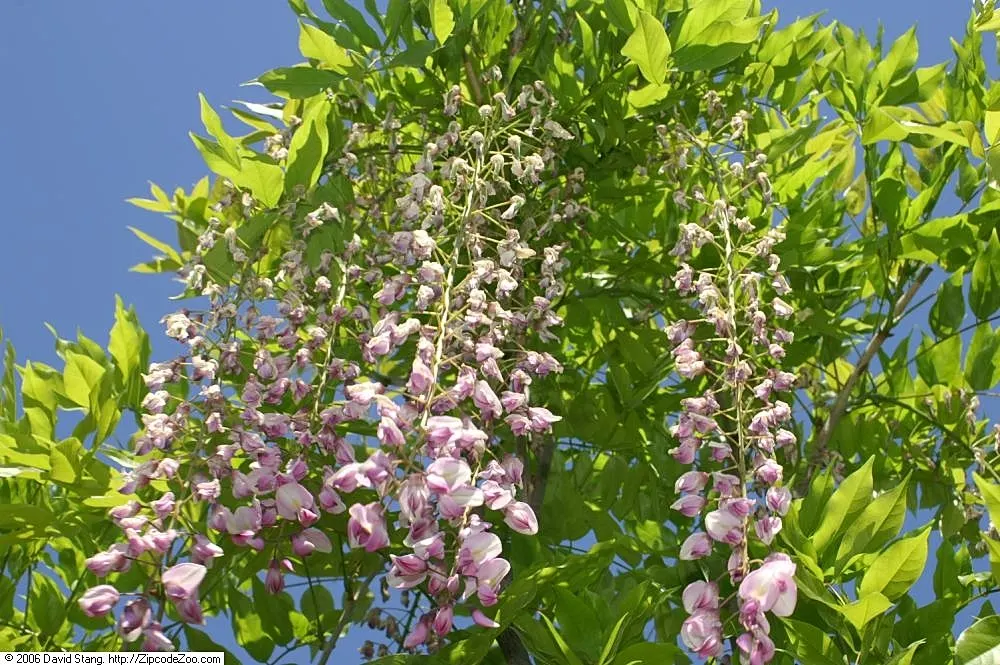 Japanese Wisteria (Wisteria Floribunda) — Space plants about 10-15 feet apart, allowing room for a spread of up to 30 feet; including shades of, image 58