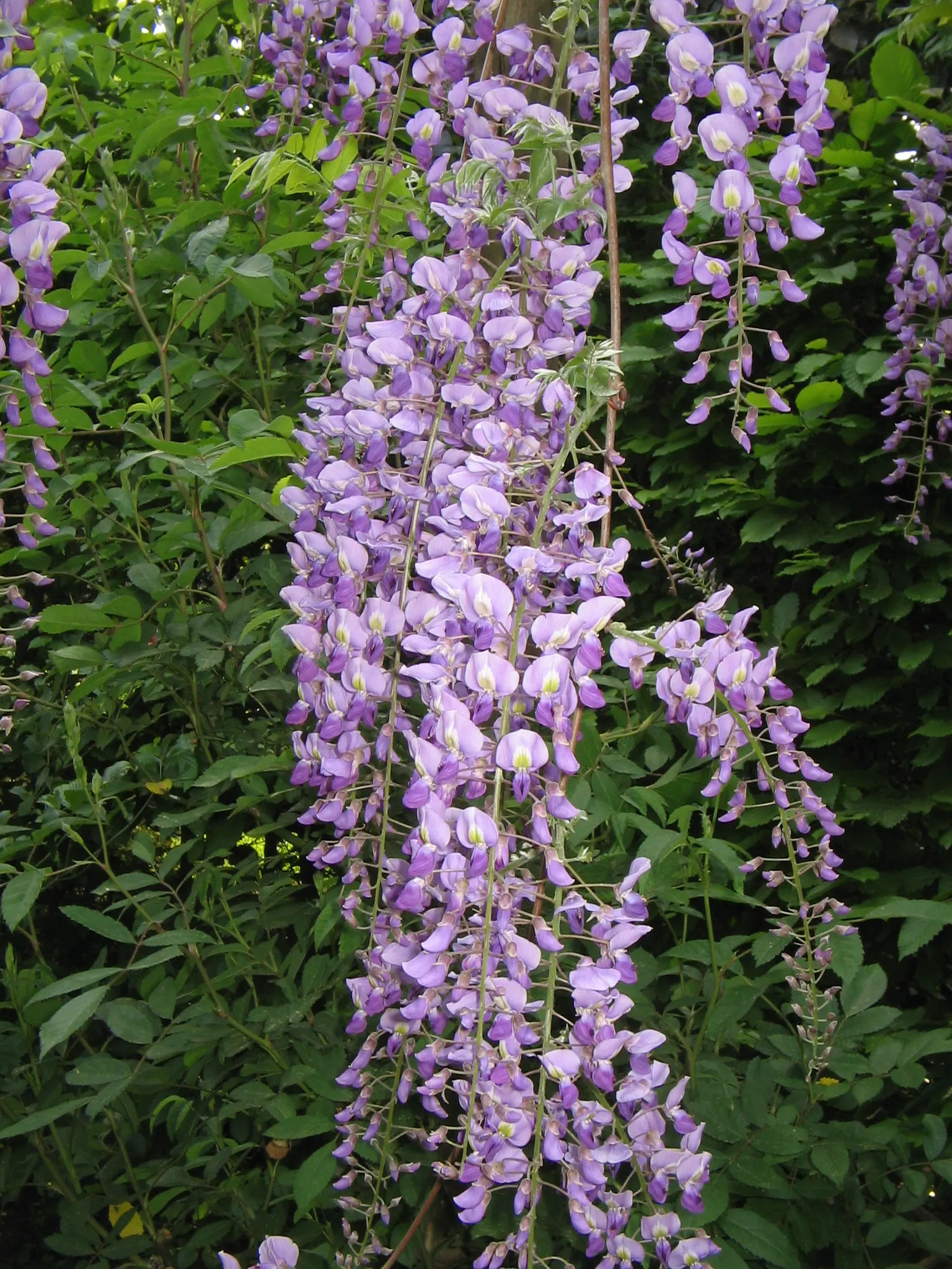 Japanese Wisteria (Wisteria Floribunda) — or fences where it can be trained to climb; it thrives in full sun to partial shade and requires sturdy, image 94