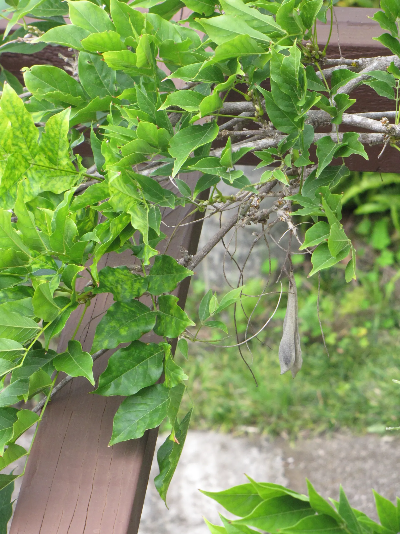 Japanese Wisteria (Wisteria Floribunda) — deciduous climber known for its cascading clusters of fragrant flowers; and sometimes even reaching over, image 54