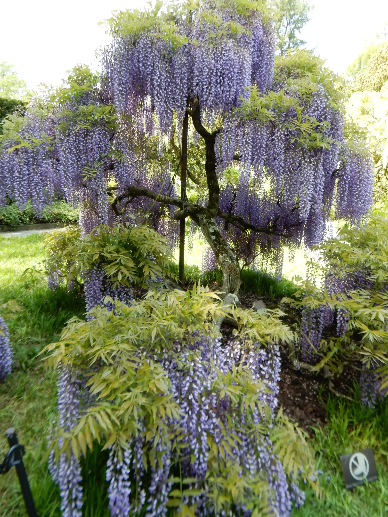 Japanese Wisteria (Wisteria Floribunda) — These pendulous blooms come in a variety of colors