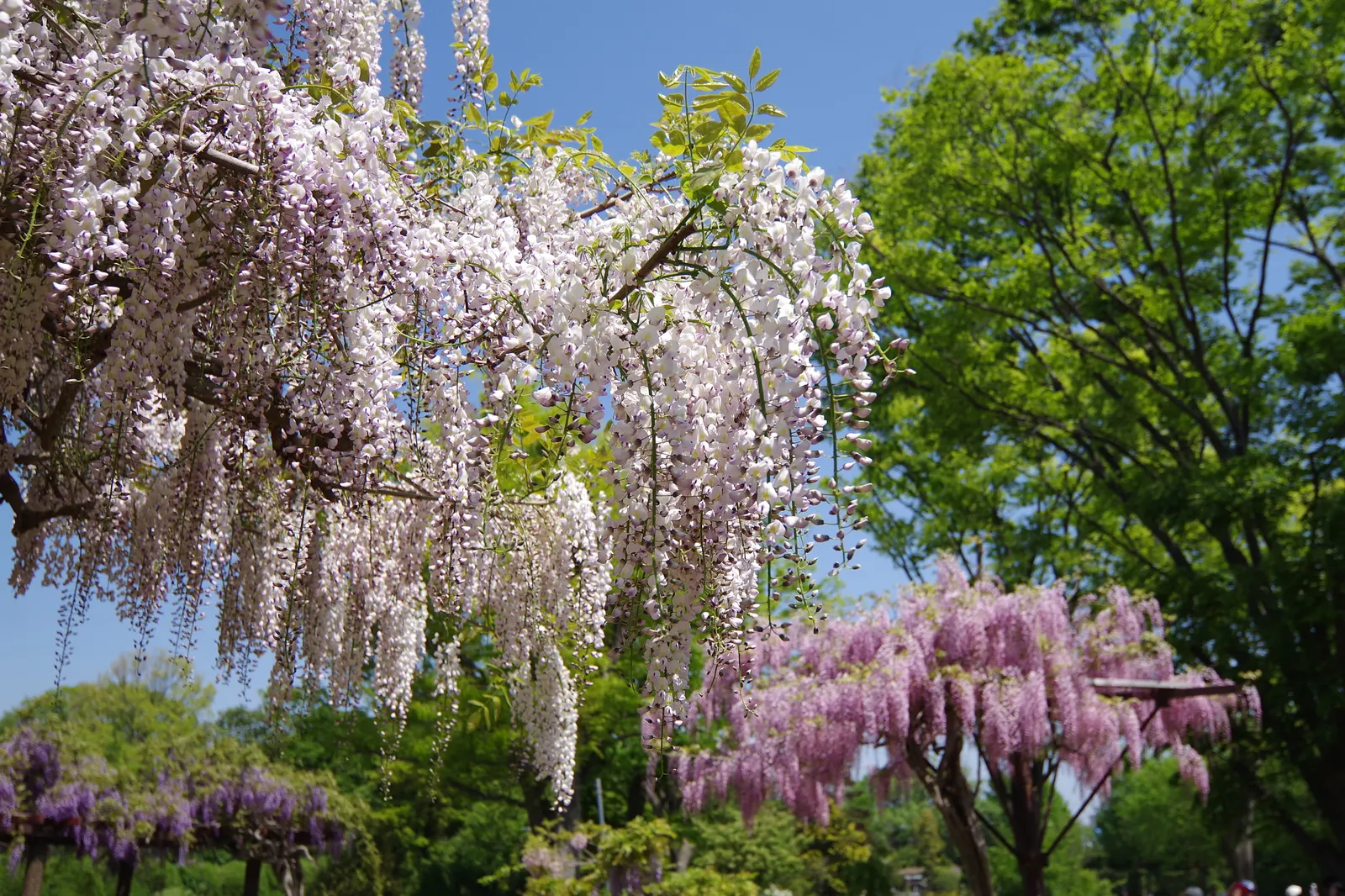 Japanese Wisteria (Wisteria Floribunda) — as the Japanese Wisteria can endure in USDA zones 4 through 9; it is essential to consider its robust growth habit
