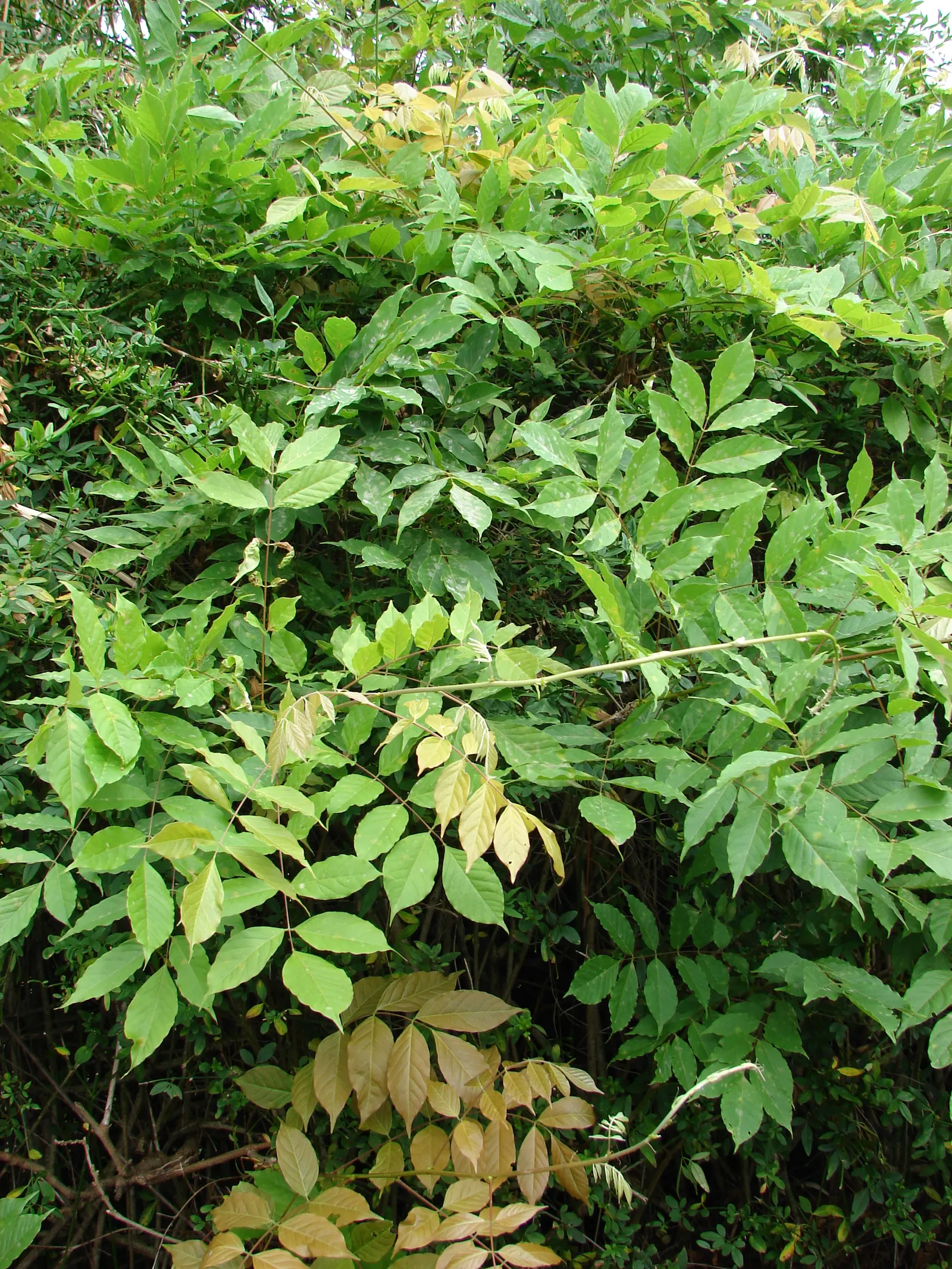 Japanese Wisteria (Wisteria Floribunda) — Japanese Wisteria (Wisteria floribunda) is a vigorous