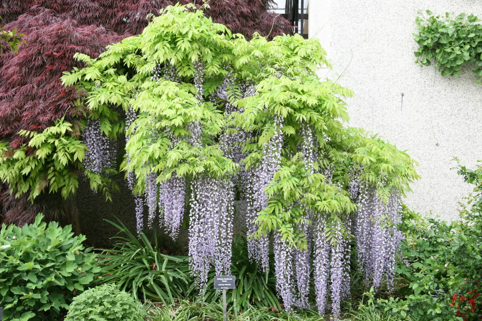 Japanese Wisteria (Wisteria Floribunda) — An ideal choice for creating vertical interest; shrub / vine with lavender and pink blooms