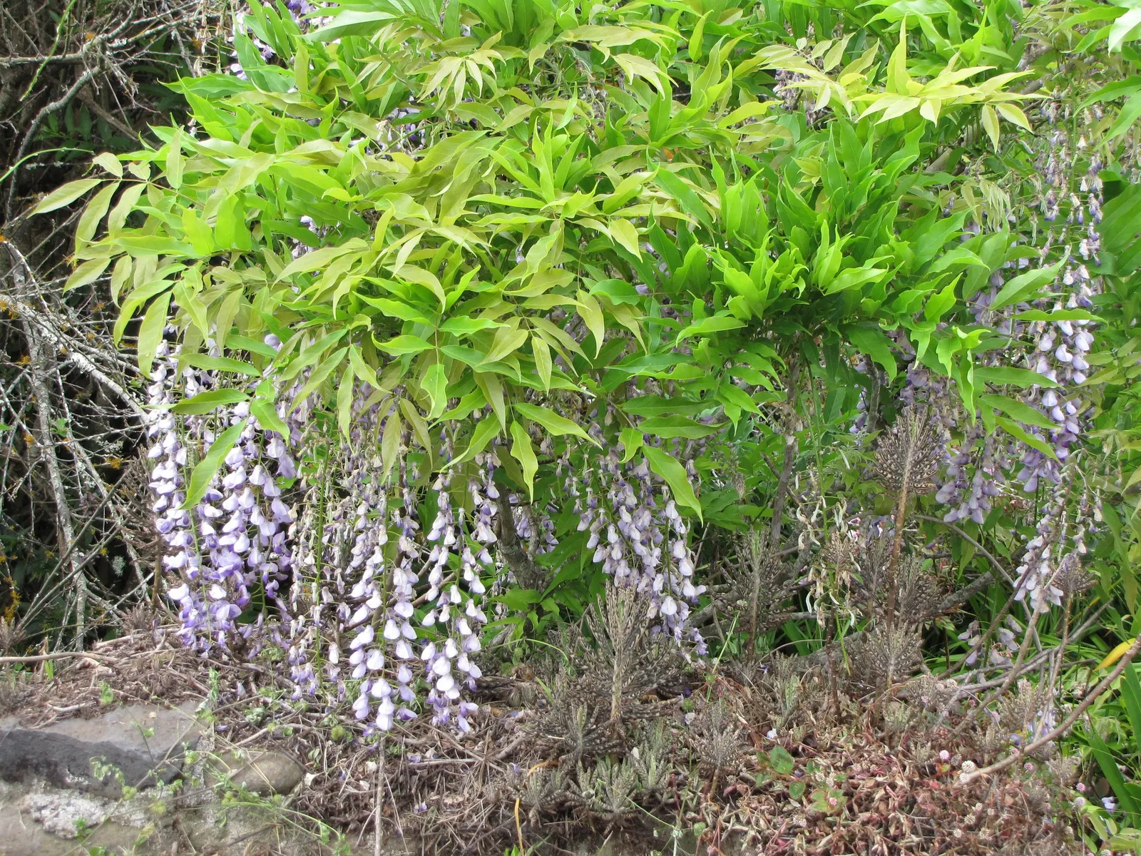 Japanese Wisteria (Wisteria Floribunda) — An ideal choice for creating vertical interest; shrub / vine with lavender and pink blooms, image 56