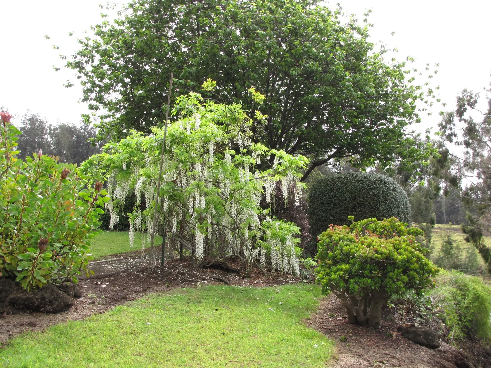 Japanese Wisteria (Wisteria Floribunda) — Pruning should be done twice a year