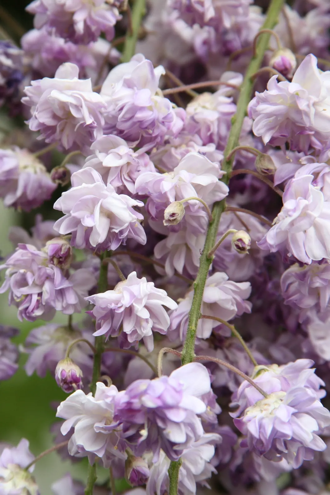 Japanese Wisteria (Wisteria Floribunda) — with a spread of about 8 to 10 feet; this plant prefers full sun to partial shade and thrives in well-drained