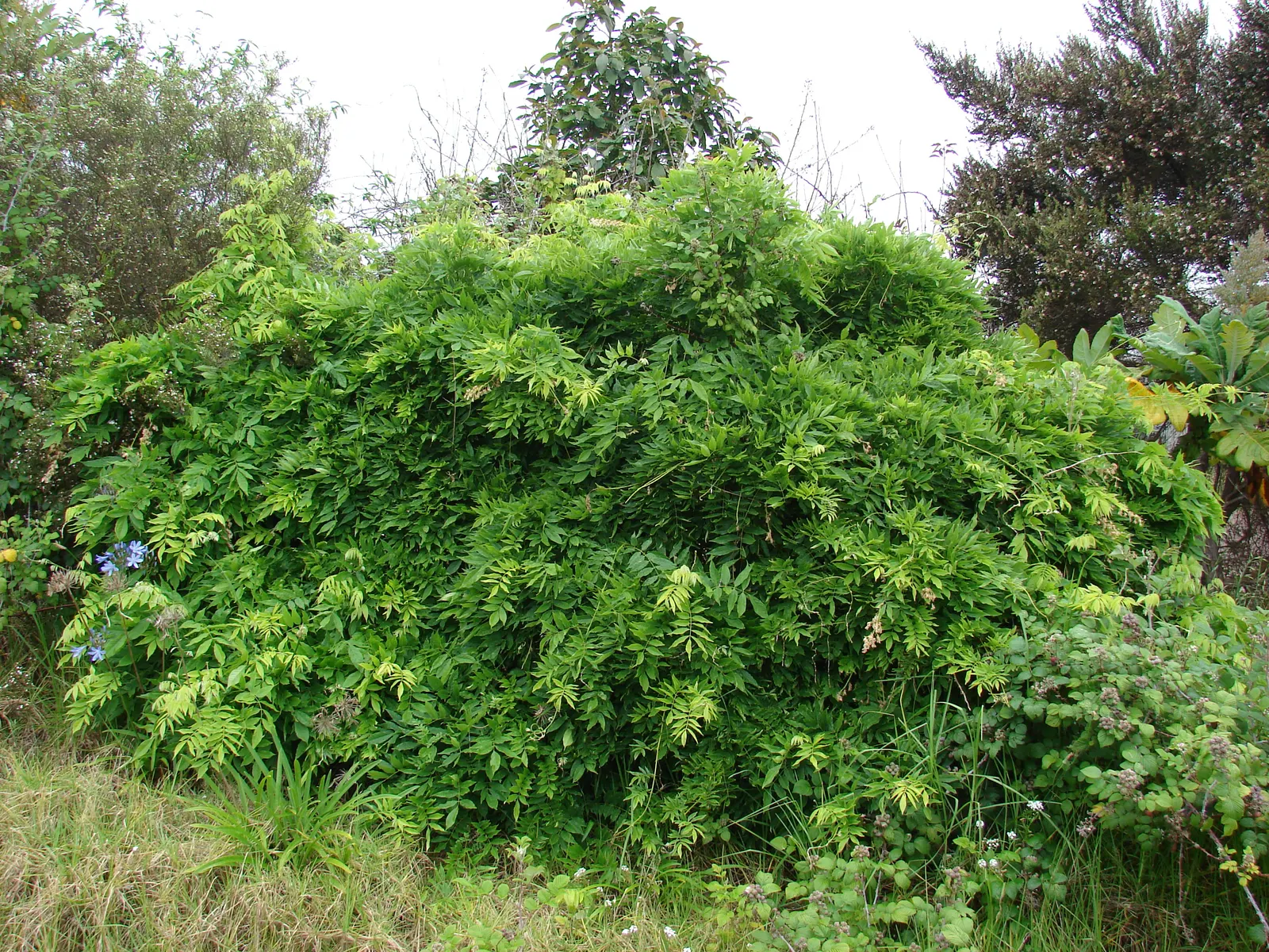 Japanese Wisteria (Wisteria Floribunda) — it thrives in full sun to partial shade and requires sturdy support to handle its mature weight