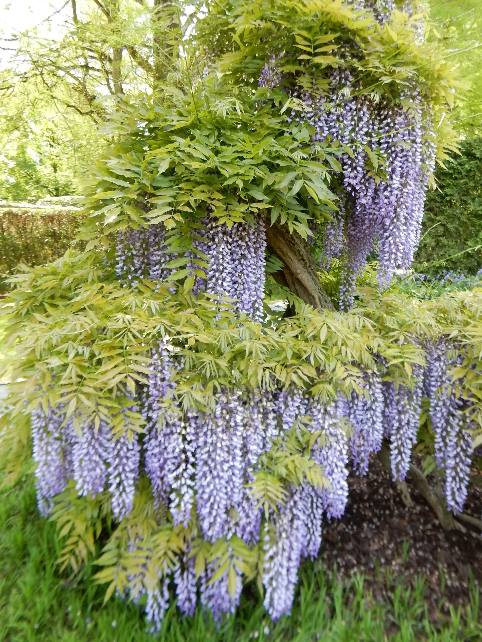 Japanese Wisteria (Wisteria Floribunda) — This plant prefers full sun to partial shade and thrives in well-drained, fertile soil